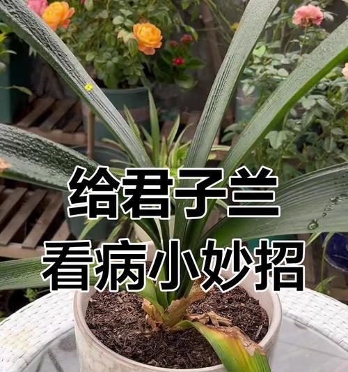君子兰吸引什么虫子？如何有效预防和处理？