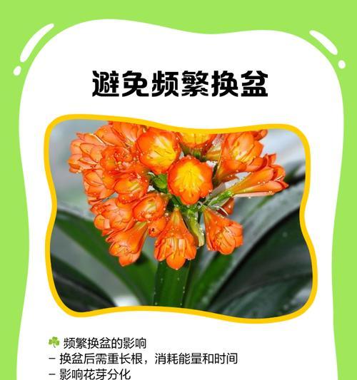 君子兰吸引什么虫子？如何有效预防和处理？