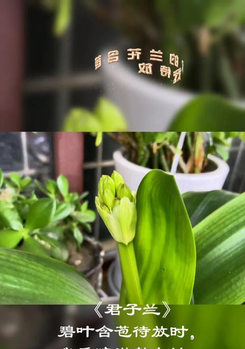 君子兰吸引什么虫子？如何有效预防和处理？