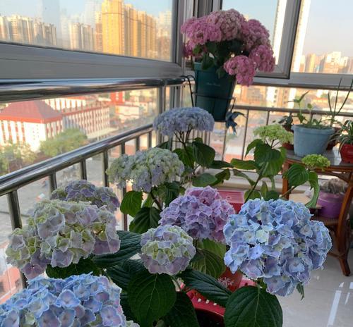 室内阳台适合养什么花？如何选择？