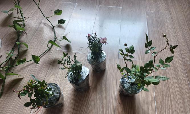 月季嫩芽上盆的美观技巧是什么？