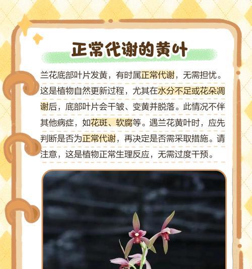 兰花叶子发黄的原因及解决方法？