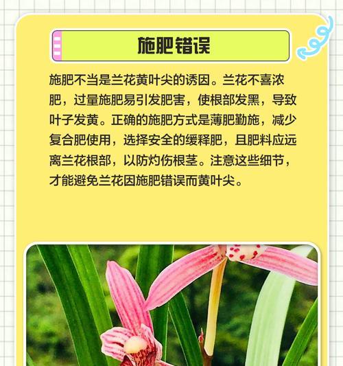 兰花叶子发黄的原因及解决方法？