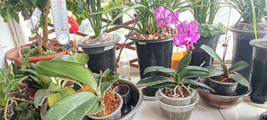 自制肥料正确浇灌花卉的方法？