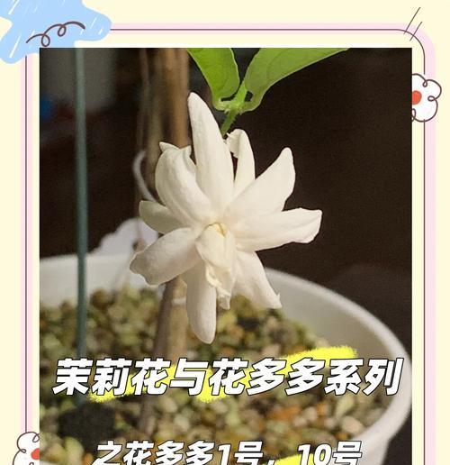 自制肥料正确浇灌花卉的方法？