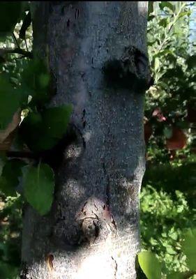 苹果树浇水过多叶子发黄如何处理？