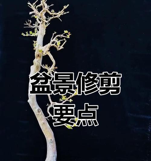 蓝花丹盆景的修剪技巧有哪些？
