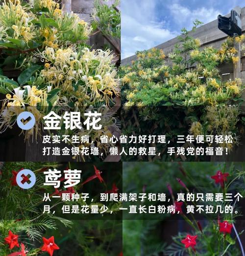 阳台爬藤植物选择指南？哪些花容易养护？