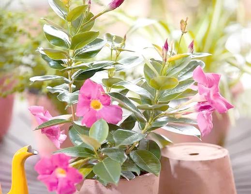 阳台爬藤植物选择指南？哪些花容易养护？
