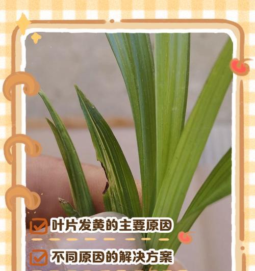 如何栽培兰花以避免叶子发黄？