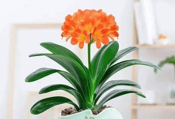 如何促进君子兰开出多头花？