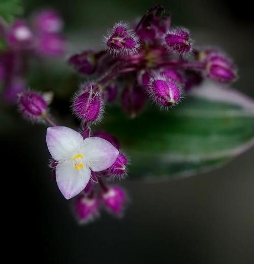 观赏植物中白花品种有哪些？白花植物的养护要点是什么？