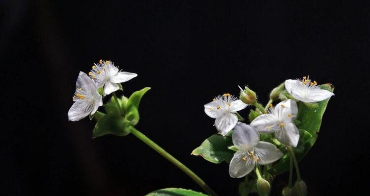 观赏植物中白花品种有哪些？白花植物的养护要点是什么？