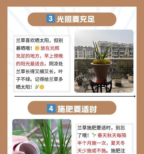 兰花播种出苗的可能性及原因是什么？