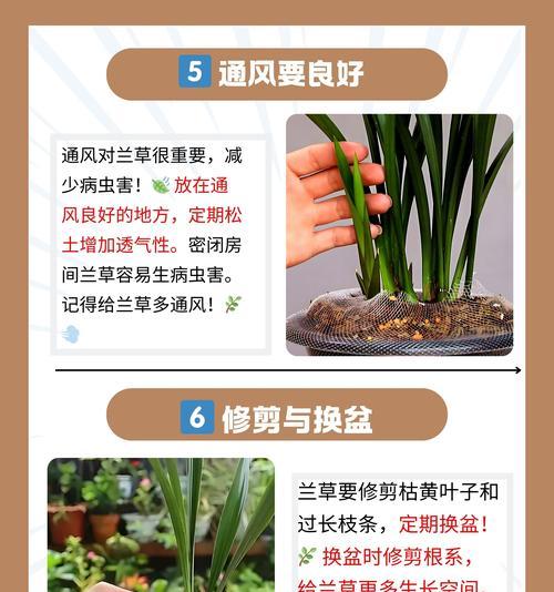 兰花播种出苗的可能性及原因是什么？