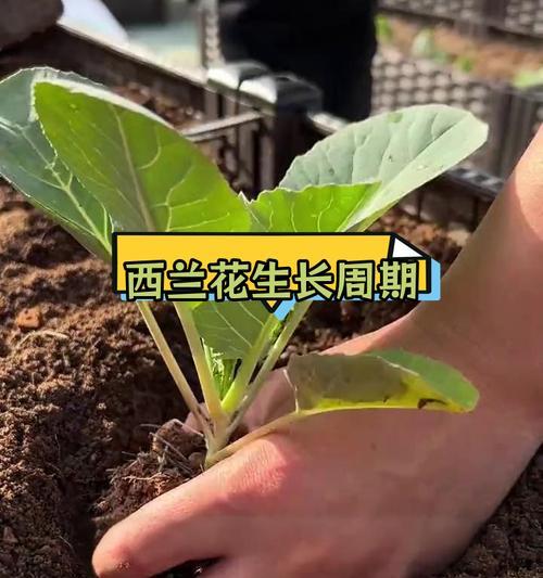 兰花播种出苗的可能性及原因是什么？