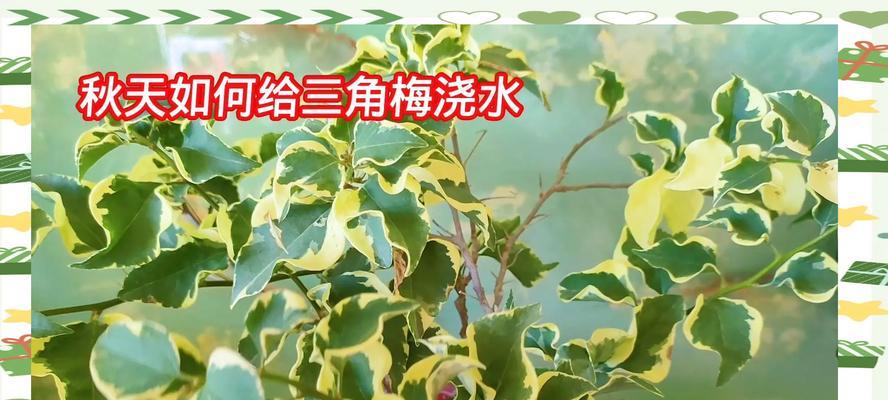 上海露养三角梅浇水施肥技巧是什么？