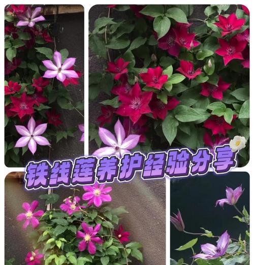 野外铁线莲的正确挖掘方法是什么？需要注意什么？