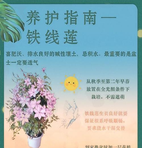 野外铁线莲的正确挖掘方法是什么？需要注意什么？