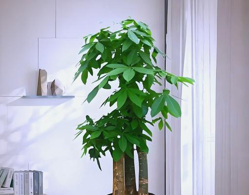 阳台适合种植哪些既易生长又美观的花卉？