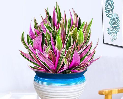 阳台适合种植哪些既易生长又美观的花卉？