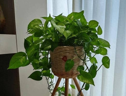 阳台适合种植哪些既易生长又美观的花卉？