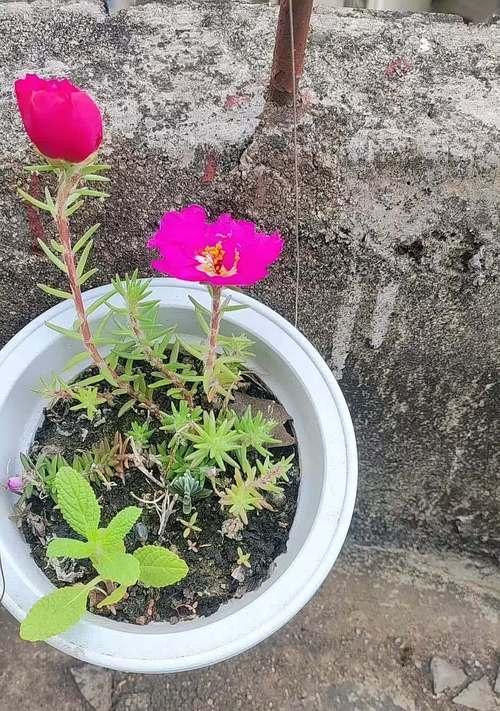 阳台种植太阳花不活的原因是什么？