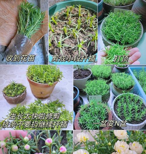 阳台种植太阳花不活的原因是什么？