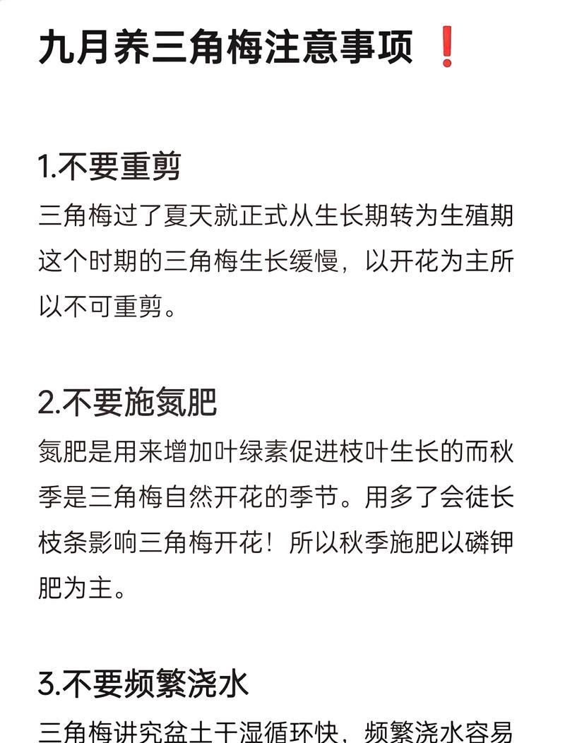 红西瓜三角梅大棵的养护技巧是什么？