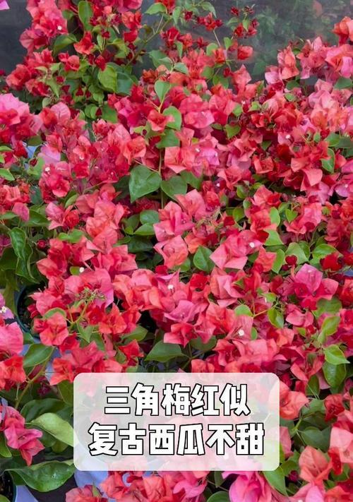 红西瓜三角梅大棵的养护技巧是什么？