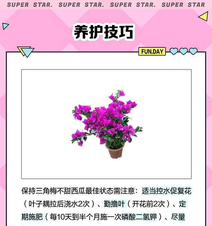 红西瓜三角梅大棵的养护技巧是什么？