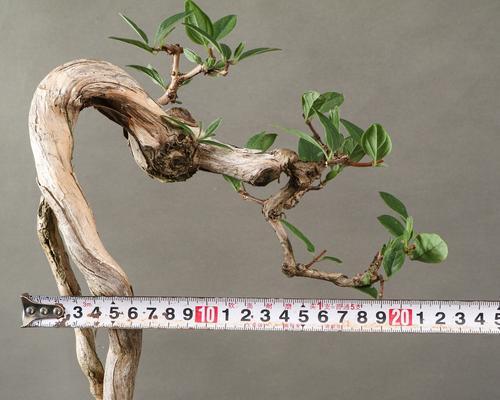 盆景根部肥大怎么办？如何处理以保持盆景美观？