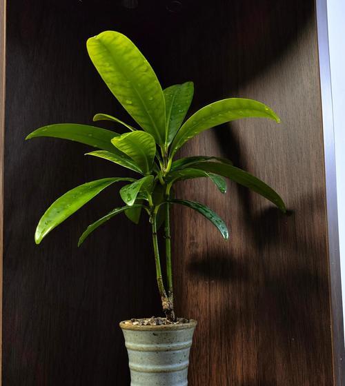 盆景根部肥大怎么办？如何处理以保持盆景美观？