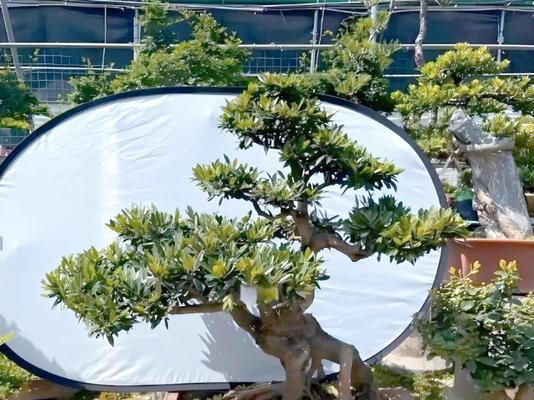 盆景根部肥大怎么办？如何处理以保持盆景美观？