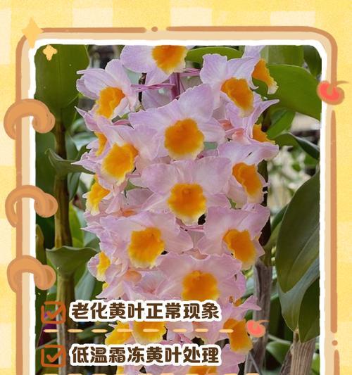 石斛兰开花后叶子发黄的原因是什么？
