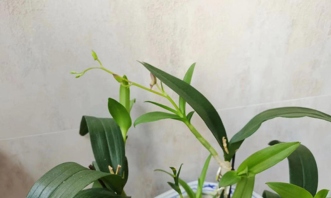石斛兰开花后叶子发黄的原因是什么？