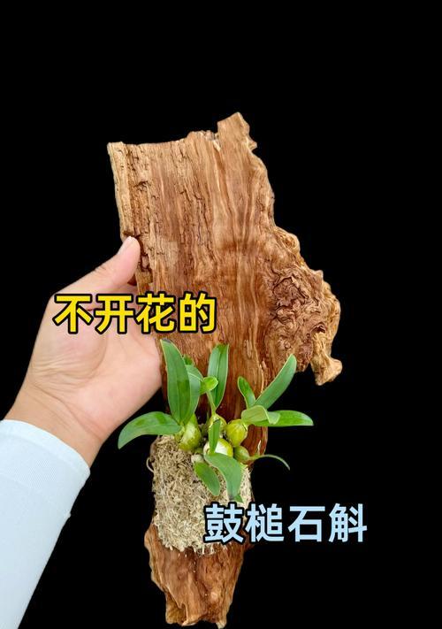 石斛兰开花后叶子发黄的原因是什么？