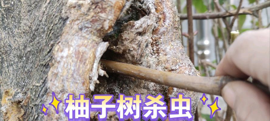 柚子树叶子发黄的原因及解决办法是什么？