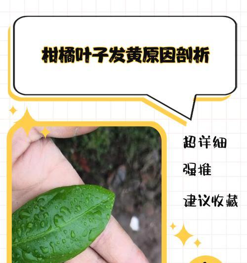 柚子树叶子发黄的原因及解决办法是什么？