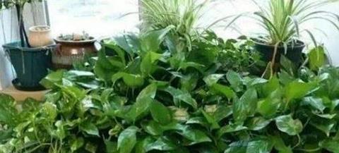阳台种植菜和花总是死亡的原因是什么？