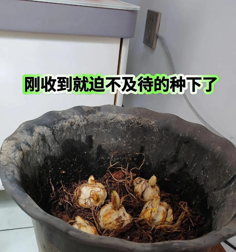 阳台种植菜和花总是死亡的原因是什么？