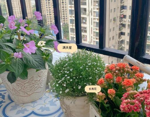 阳台种植菜和花总是死亡的原因是什么？