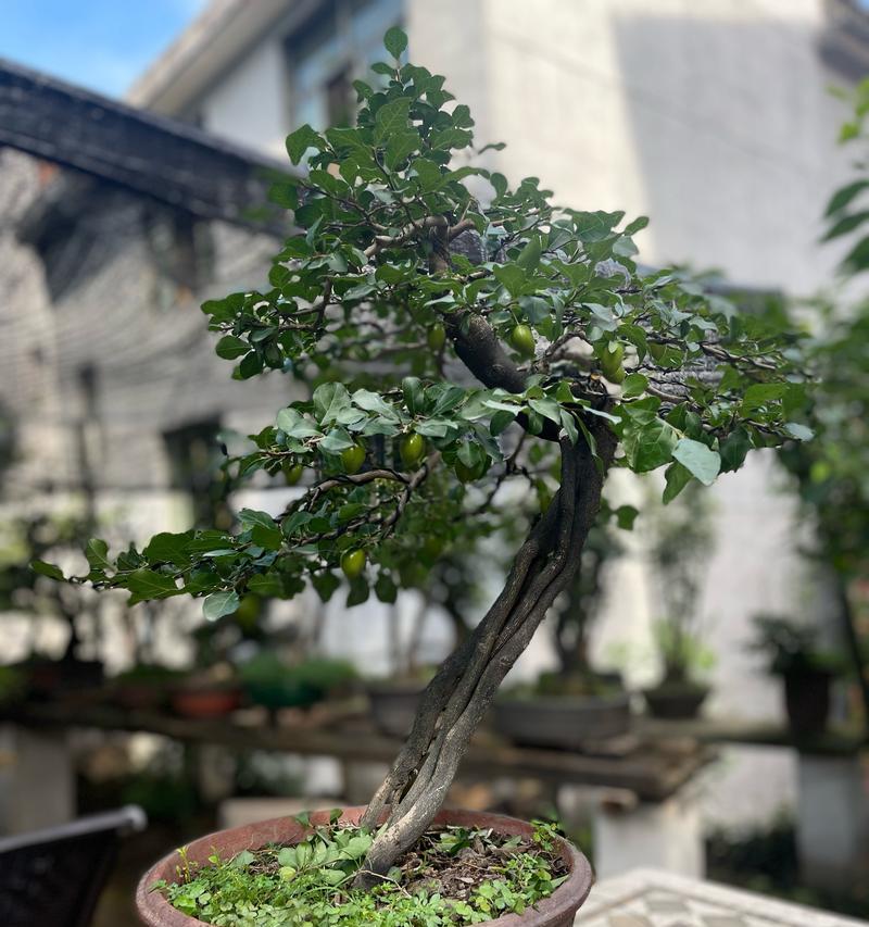 老鸦柿盆景的正确养护方法是什么？