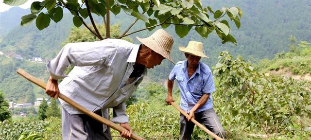 云阳河种子什么时候播种最好？播种前需要准备什么？