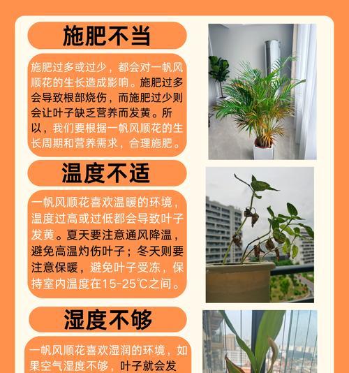 养花叶子发黄怎么办？