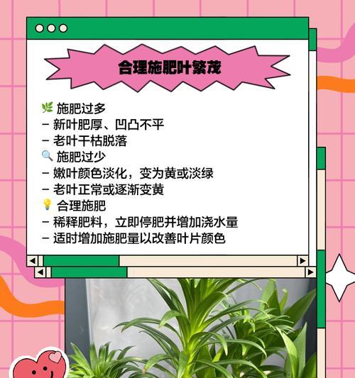 养花叶子发黄怎么办？