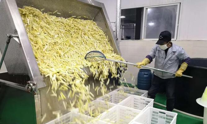筇竹栽培技术有哪些？