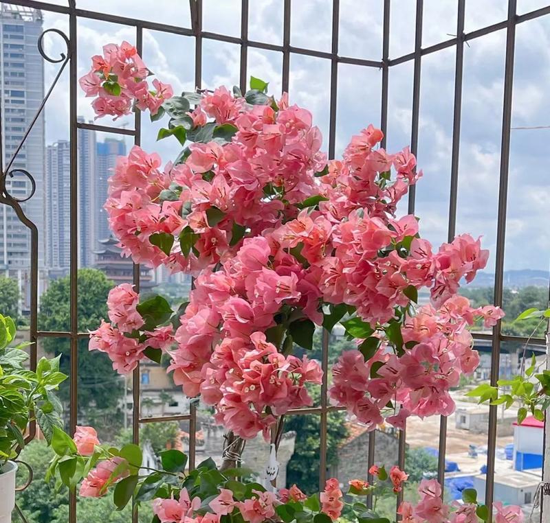 窗外阳台上养什么花好？哪些植物适合阳台环境？