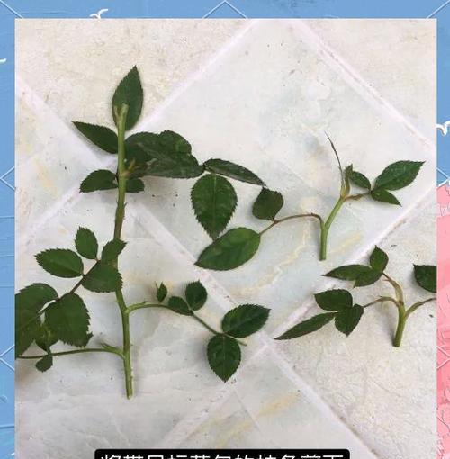 月季花挖坑施肥的最佳方法是什么？