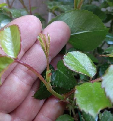 月季花挖坑施肥的最佳方法是什么？